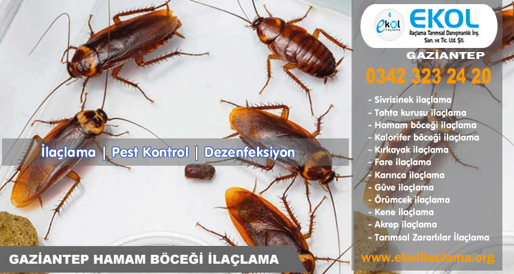 Gaziantep Hamam Böceği İlaçlama